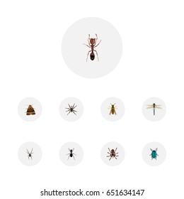 Realistic Bug, Ant, Tarantula And Other Vector Elements. Set Of  Realistic Symbols Also Includes Insect, Bee, Butterfly Objects.