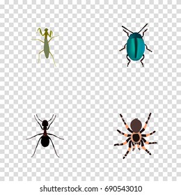 Realistic Bug, Ant, Tarantula And Other Vector Elements. Set Of Bug Realistic Symbols Also Includes Pismire, Blue, Tarantula Objects.