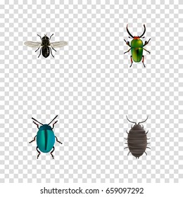 Realistic Bug, Dor, Insect And Other Vector Elements. Set Of Bug Realistic Symbols Also Includes Bug, Gnat, Insect Objects.