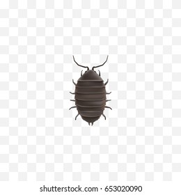 Realistic Bug Element. Vector Illustration Of Realistic Dor Isolated On Clean Background. Can Be Used As Dor, Bug And Beetle Symbols.