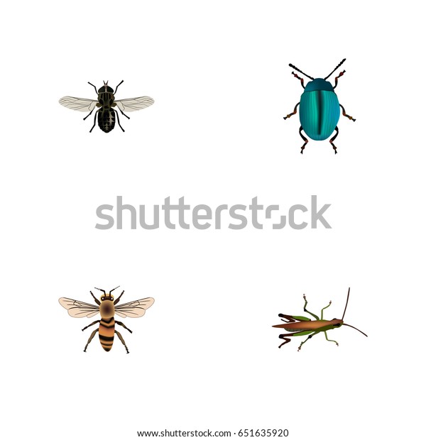 Realistic Bug Midge Wisp Other Vector Stock Vector (Royalty Free ...