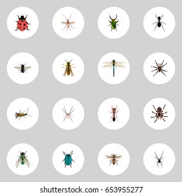 Realistic Bug, Spider, Spinner And Other Vector Elements. Set Of Insect Realistic Symbols Also Includes Spider, Midge, Ladybug Objects.