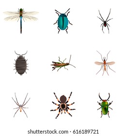 Realistic Bug, Tarantula, Damselfly And Other Vector Elements. Set Of Hexapod Realistic Symbols Also Includes Spider, Damselfly, Locust Objects.