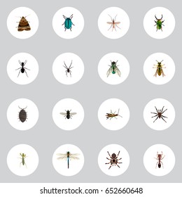 Realistic Bug, Tarantula, Dor And Other Vector Elements. Set Of Insect Realistic Symbols Also Includes Midge, Insect, Butterfly Objects.