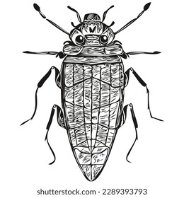 Realistic bug vector, hand drawn animal illustration bugs
