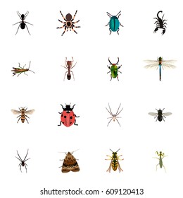 Realistic Bug, Wisp, Spinner And Other Vector Elements. Set Of Animal Realistic Symbols Also Includes Dragonfly, Insect, Fly Objects.