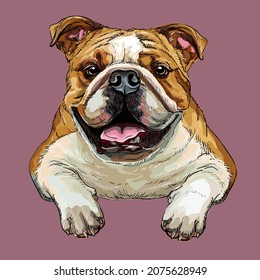 Realistic bulldog dog. Color vector hand drawing illustration isolated on pink background. For decoration, design, print, posters, postcards, stickers, t-shirt, embroidery