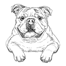 Realistic Bulldog Dog Vector Hand Drawing Illustration Isolated On White Background. For Decoration, Coloring Book Pages, Design, Print, Posters, Postcards, Stickers, T-shirt