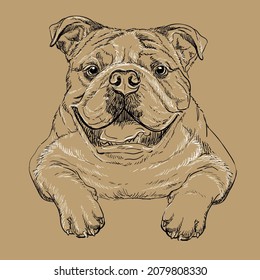 Realistic bulldog dog vector hand drawing illustration isolated on brown background. For decoration, coloring book pages, design, print, posters, postcards, stickers, t-shirt