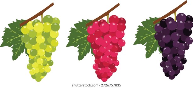 Un racimo realista de uvas aisladas sobre un fondo blanco. Un conjunto de racimos de uvas de diferentes colores. Vector, ilustración del diseñador, Anuncio del Web. Vector.
