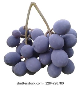 Realistic bunch of grapes, vector