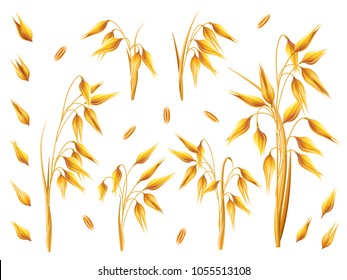 Realistic bunch of oats or barley isolated on white background. Vector set of oat ears. Grains of cereals. Harvest, agriculture or bakery theme. Natural ingredient element. 3d illustration.