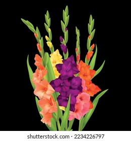 Realistic bunch of orange pink yellow and purple gladiolus flowers on black background vector illustration