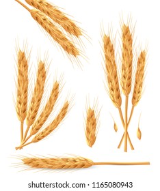 Realistic bunch of wheat ears with dried whole grains. Natural ingredient elements, agriculture, organic farming, and healthy food. Vector illustration 