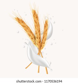 Realistic bunch of wheat ears with dried whole grains and milk splash. Natural ingredient elements, agriculture, organic farming, and healthy food. Vector illustration for yogurt illustration.