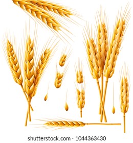 Realistic bunch of wheat, oats or barley isolated on white background. Vector set of wheat ears. Grains of cereals. Harvest, agriculture or bakery theme. Natural ingredient element. 3d illustration.