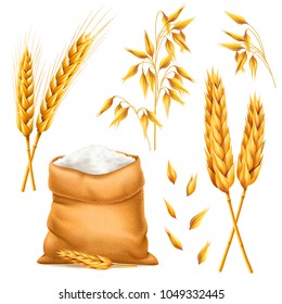 Realistic bunch of wheat, oats or barley with bag of flour isolated on white background. Vector set of wheat ears. Grains of cereals. Harvest and agriculture theme. Ingredient element. 3d illustration