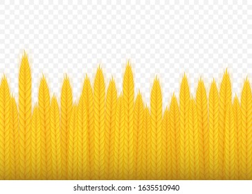 Realistic bunch of wheat, oats or barley isolated on white background. Vector stock illustration.