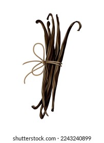 Realistic bundle of dried vanilla beans tied with rope vector illustration