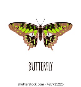Realistic butterfly in flat style.  Butterfly isolated on white background. Vector illustration
