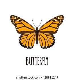 Realistic butterfly in flat style.  Butterfly isolated on white background. Vector illustration