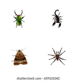 Realistic Butterfly, Insect, Arachnid And Other Vector Elements. Set Of Bug Realistic Symbols Also Includes Beetle, Poisonous, Butterfly Objects.