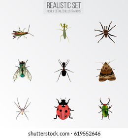 Realistic Butterfly, Locust, Insect And Other Vector Elements. Set Of Bug Realistic Symbols Also Includes Moth, Spinner, Ladybug Objects.