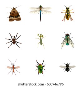Realistic Butterfly, Midge, Arachnid And Other Vector Elements. Set Of Animal Realistic Symbols Also Includes Damselfly, Fly, Housefly Objects.