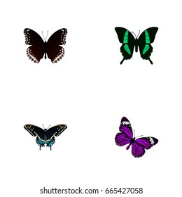 Realistic Butterfly, Morpho Hecuba, Spicebush And Other Vector Elements. Set Of Butterfly Realistic Symbols Also Includes Beautiful, Hypolimnas, Tropical Objects.