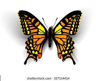 Realistic butterfly on white