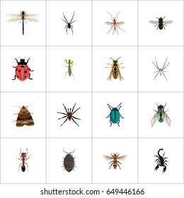 Realistic Butterfly, Spinner, Emmet And Other Vector Elements. Set Of  Realistic Symbols Also Includes Wisp, Wasp, Fly Objects.