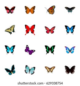 Realistic Butterfly, Tiger Swallowtail, Beauty Fly And Other Vector Elements. Set Of Butterfly Realistic Symbols Also Includes Bluewing, Hypolimnas, Sky Objects.