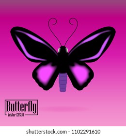 Realistic Butterfly vector eps.10