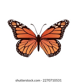 realistic butterfly vector illustration design