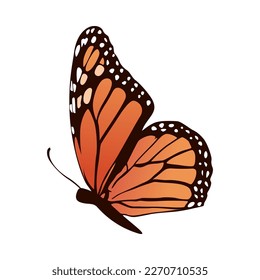 realistic butterfly vector illustration design