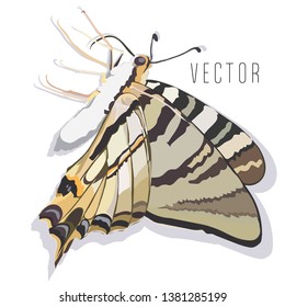 Realistic butterfly vector illustration. Single sitting butterfly.