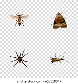 Realistic Butterfly, Wasp, Arachnid And Other Vector Elements. Set Of Bug Realistic Symbols Also Includes Tarantula, Grasshopper, Beetle Objects.