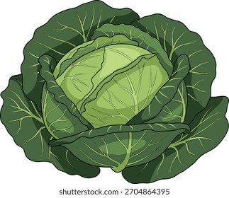 Ilustración vectorial realista del repollo, vegetal verde fresco con las hojas en capas, dibujo botánico de la comida para el contenido culinario, agrícola, orgánico de la producción, y de la nutrición