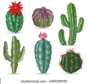 Realistic cactus. Decorative desert cactuses plants for mexican landscape and house interior. 3d succulent cacti isolated vector set