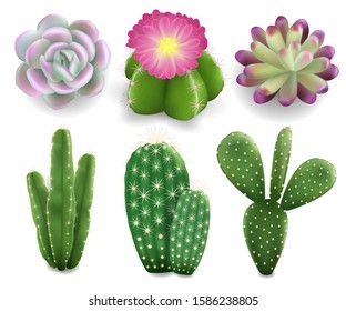 Realistic cactus and succulent plants set, vector illustration isolated on white background. Beautiful cacti and succulents for house and indoors.