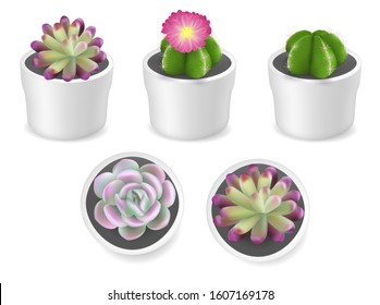 Realistic cactus and succulent plants in white pots, vector illustration isolated on white background. Beautiful cacti and succulent potted houseplants.