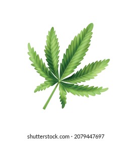 Composición realista de la hoja de cannabis hoja puntiaguda fresca y verde sobre la ilustración vectorial de fondo blanco