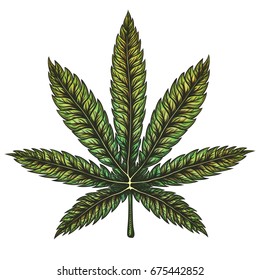 Realistic cannabis leaf. Hand drawn isolated vector illustration.