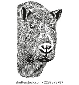 Realistic Capybara vector, hand drawn animal illustration capybaras
