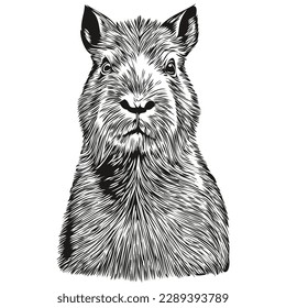 Realistic Capybara vector, hand drawn animal illustration capybaras
