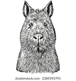 Realistic Capybara vector, hand drawn animal illustration capybaras
