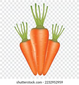Realistic carrot vector illustration on transparent background