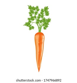 Realistic carrots isolated white with leaf. Vector