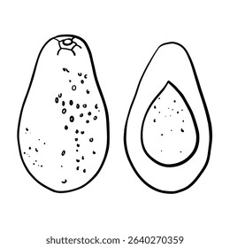 Realistic cartoon avocado fruit. Half an avocado with the pit. Black outline hand drawing, sketch. Avocado cut in half on white background