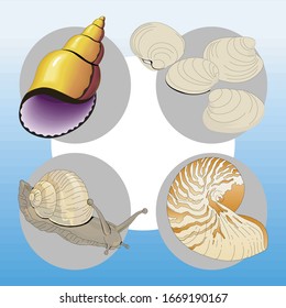 
Realistic cartoon illustration of a sea animal arranged isolated